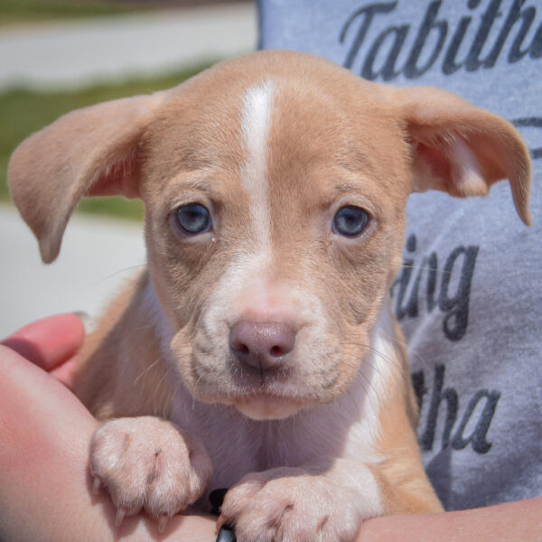 Charlee