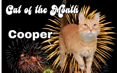 July 2026 Cat of the Month