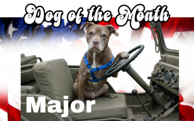 July 2026 Dog of the Month