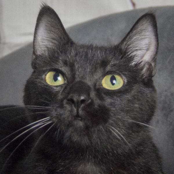 Fenris