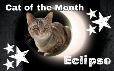 August 2026 Cat of the Month