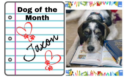 August 2026 Dog of the Month