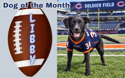 September 2026 Dog of the Month