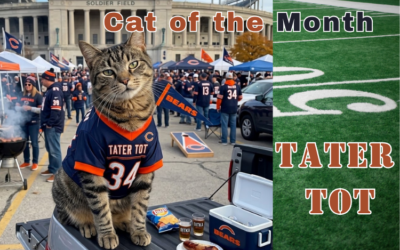 September 2026 Cat of the Month