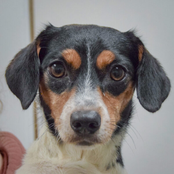Bonnie