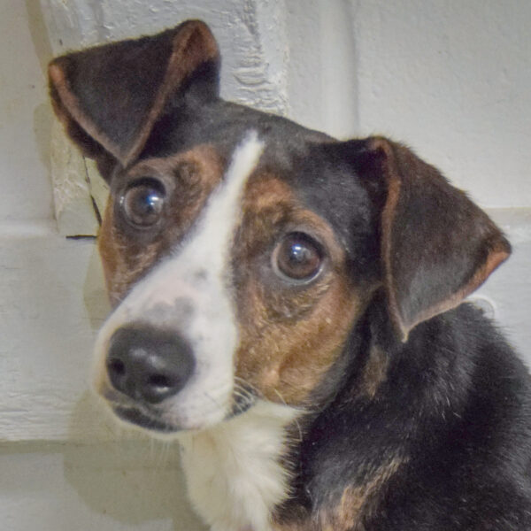 Brandy