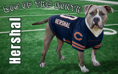 September 2026 Dog of the Month