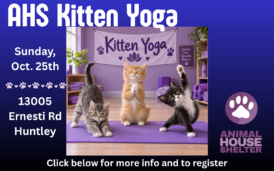 Yoga with Kittens Oct. 25, 2026