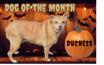 October 2026 Dog of the Month