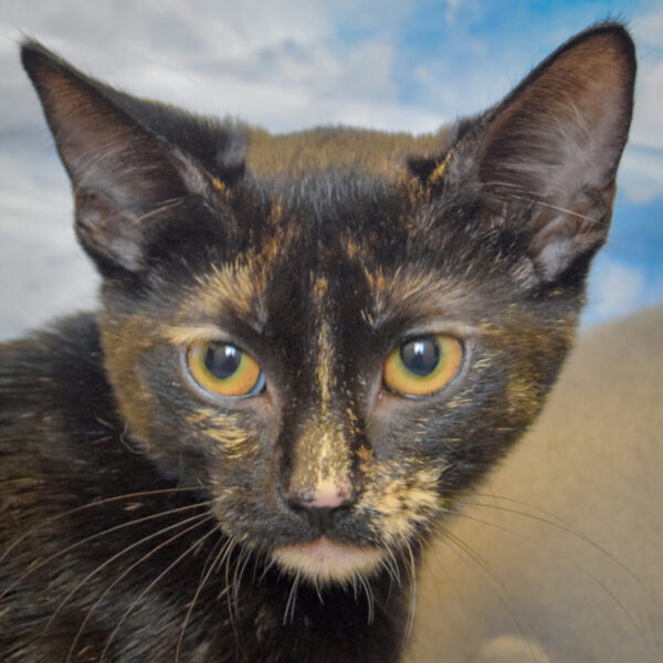 Chip