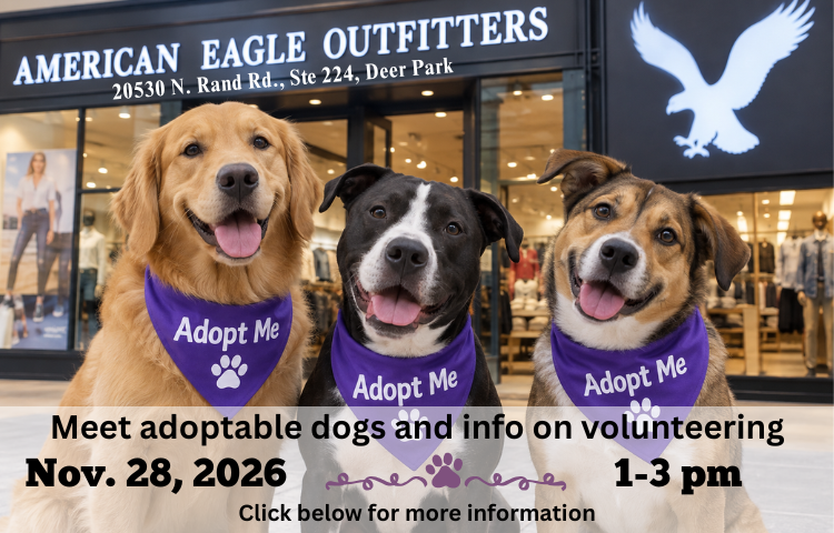 American Eagle Meet Adoptable Dogs Nov. 28, 2026 - Animal House Shelter