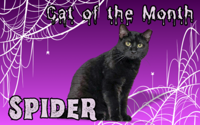 October 2026 Cat of the Month